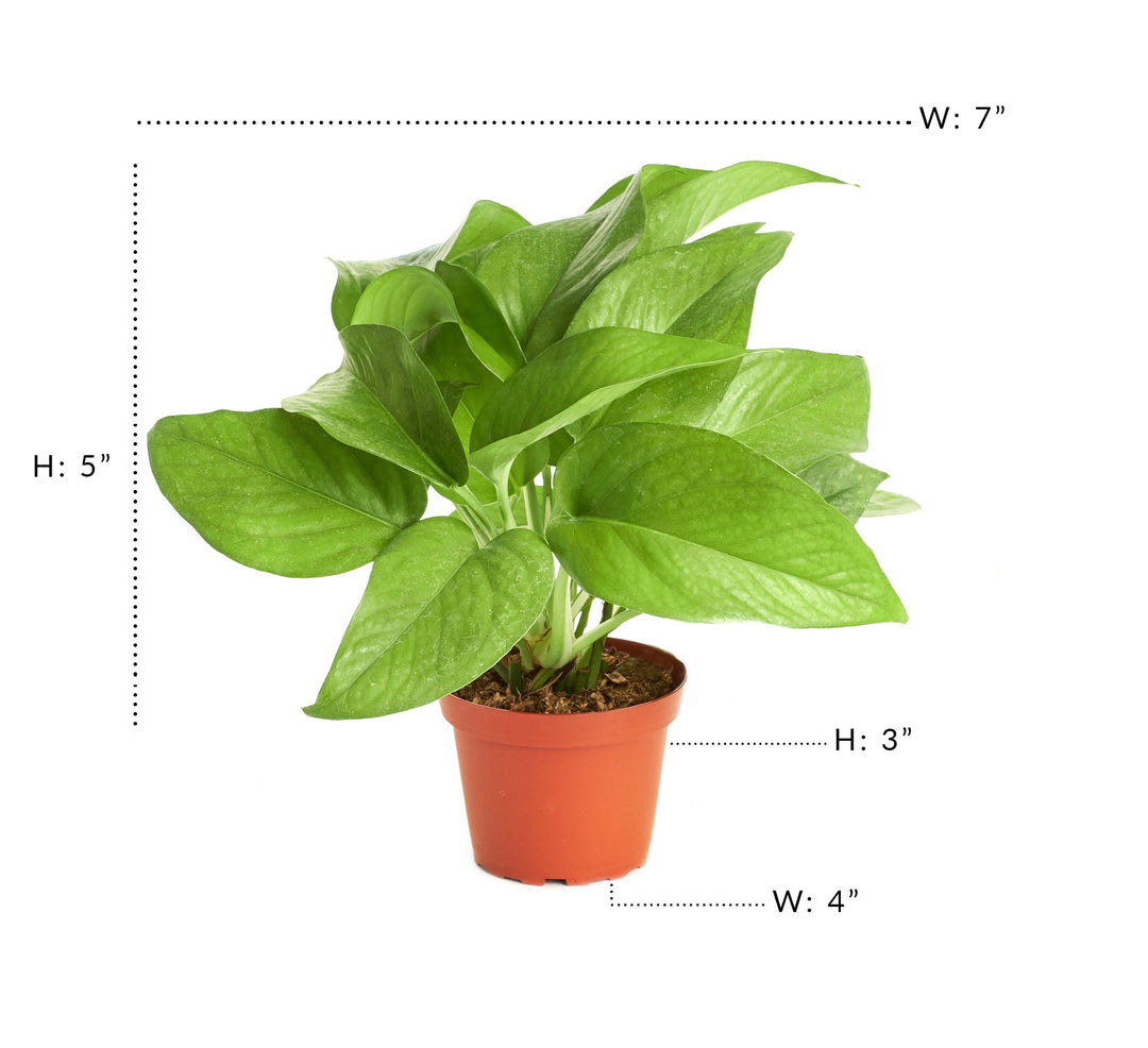 Epipremnum aureum &