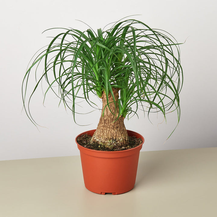 Palm Ponytail