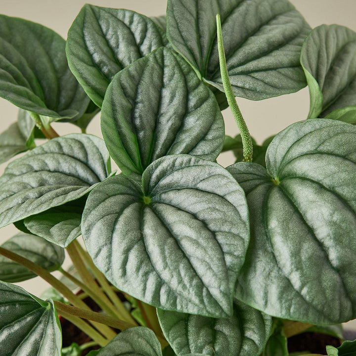 Peperomia &