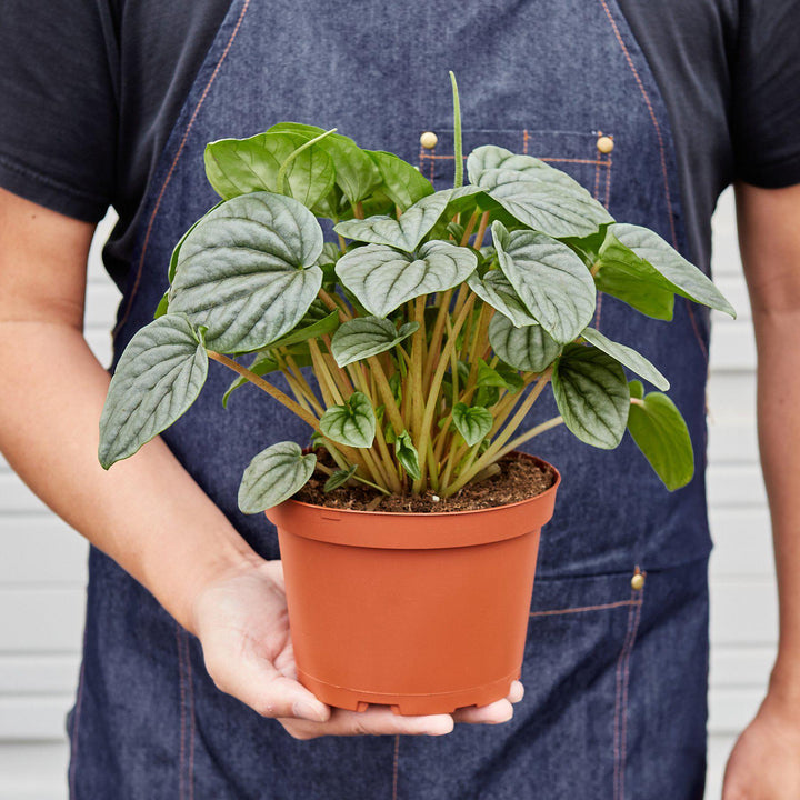 Peperomia &
