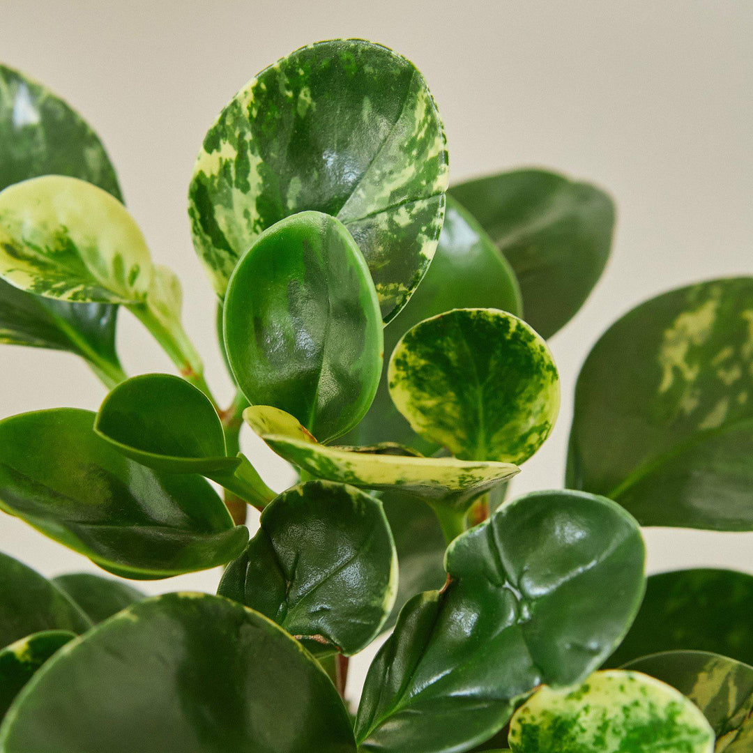 Peperomia &
