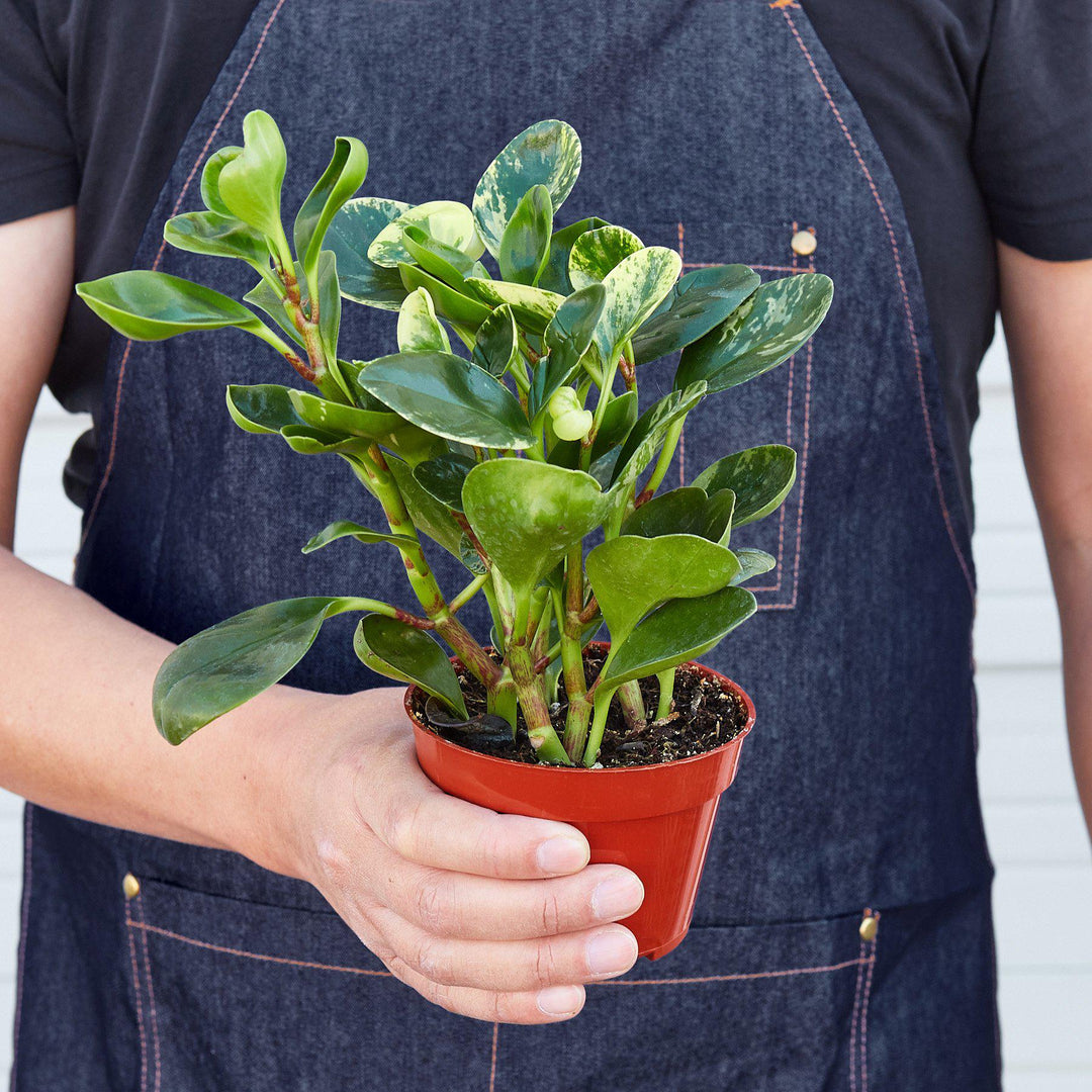 Peperomia &