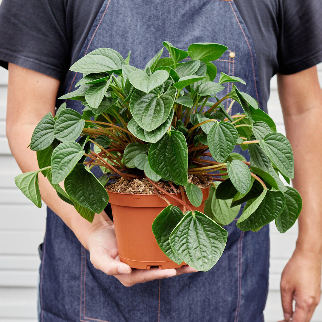 Peperomia &