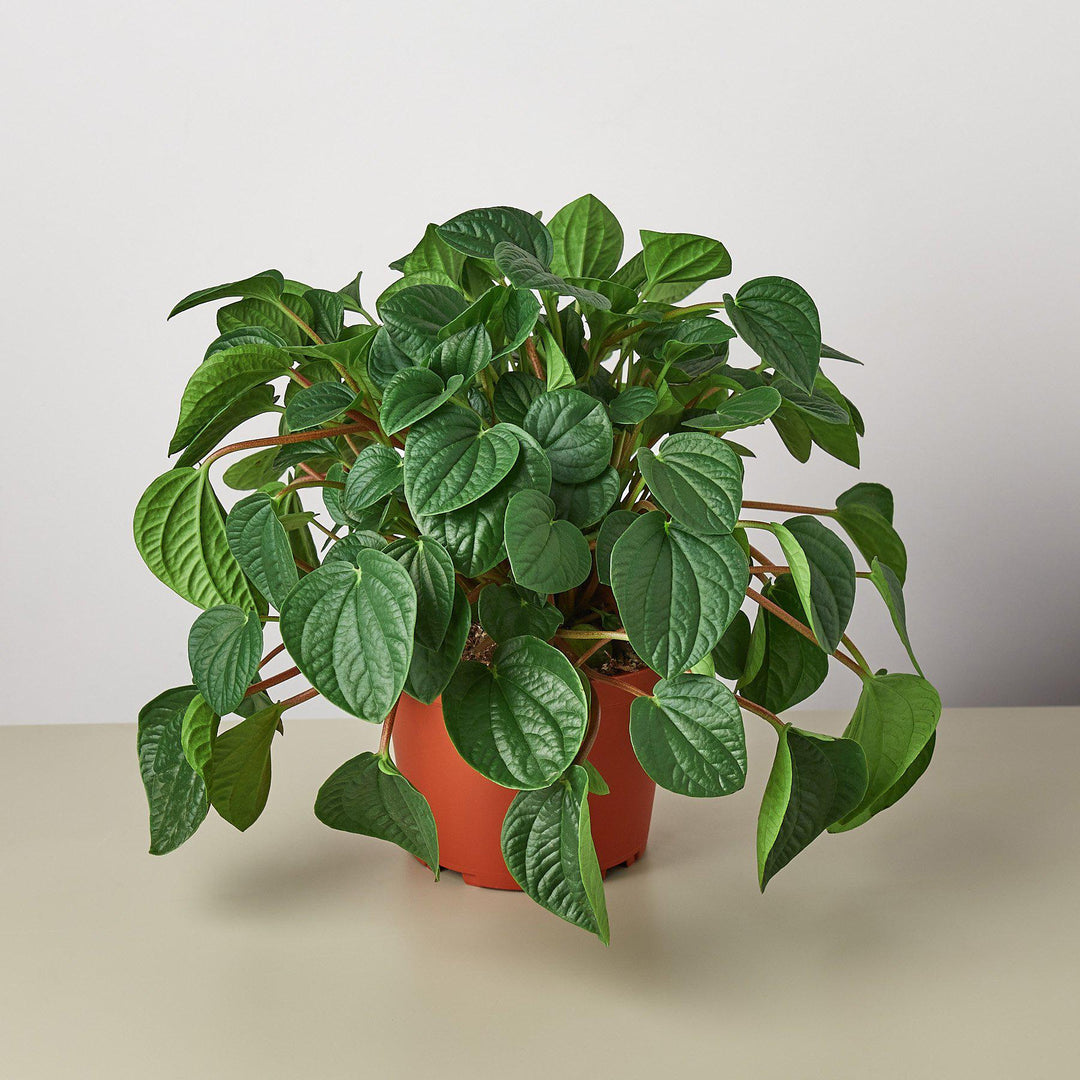 Peperomia &