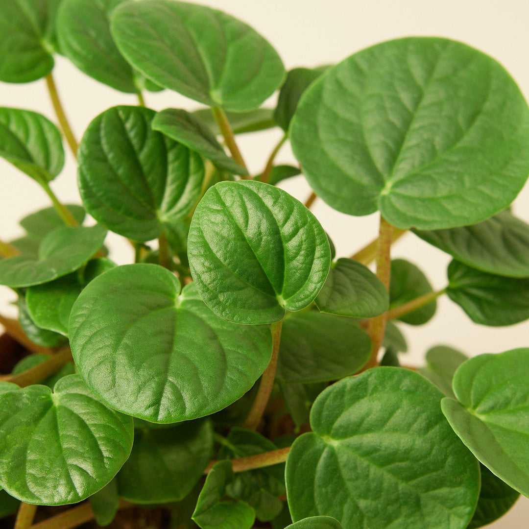 Peperomia &