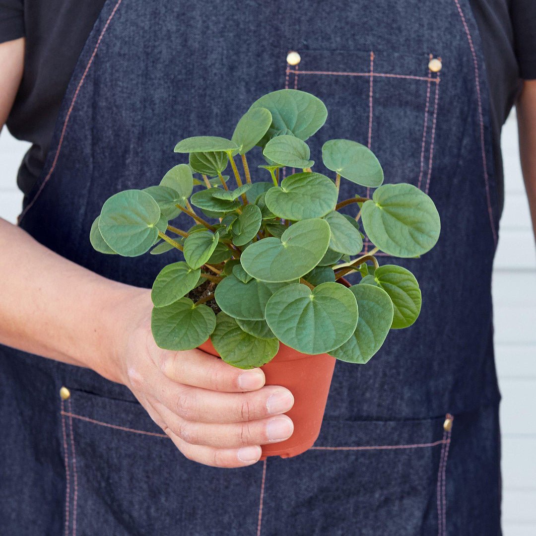 Peperomia &