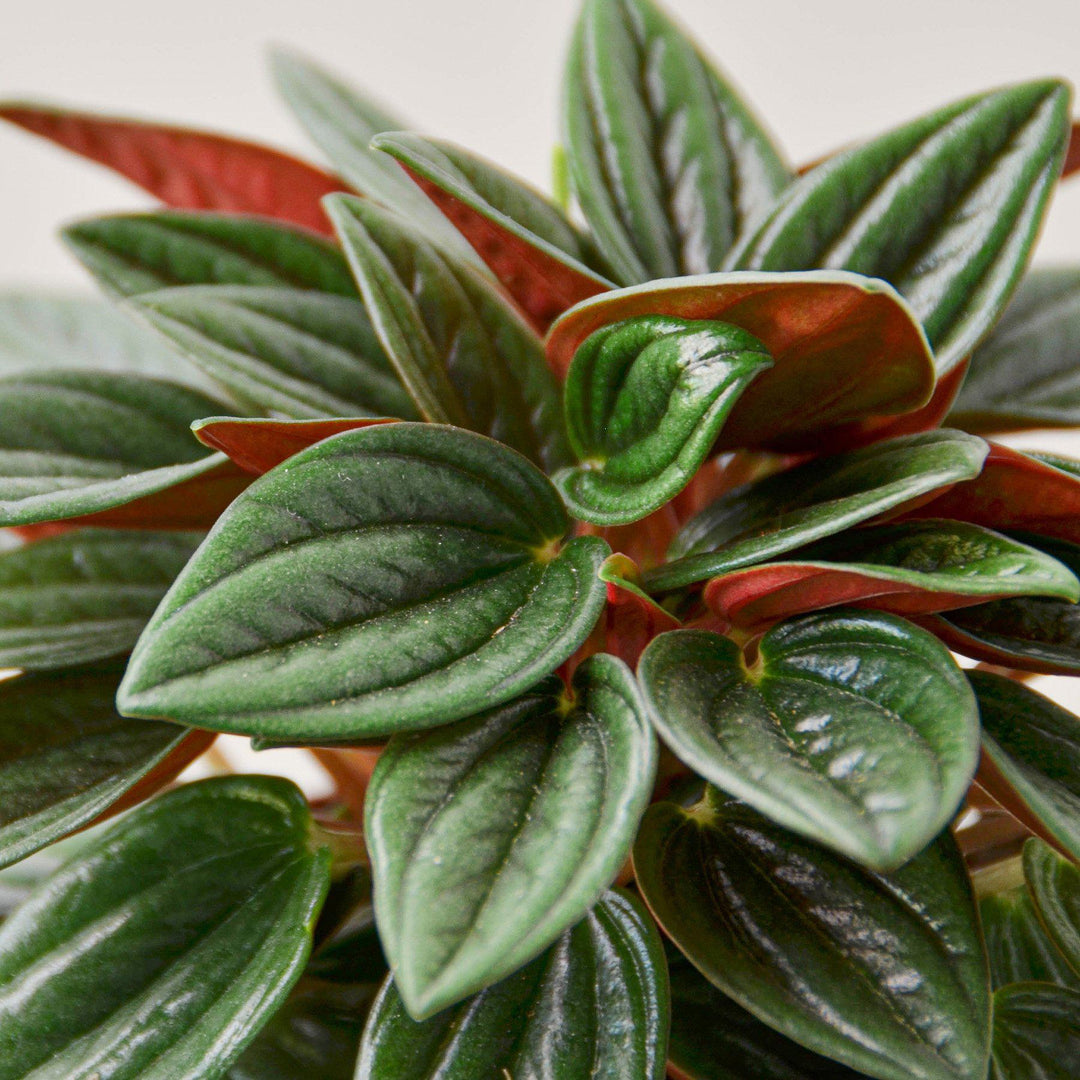 Peperomia &