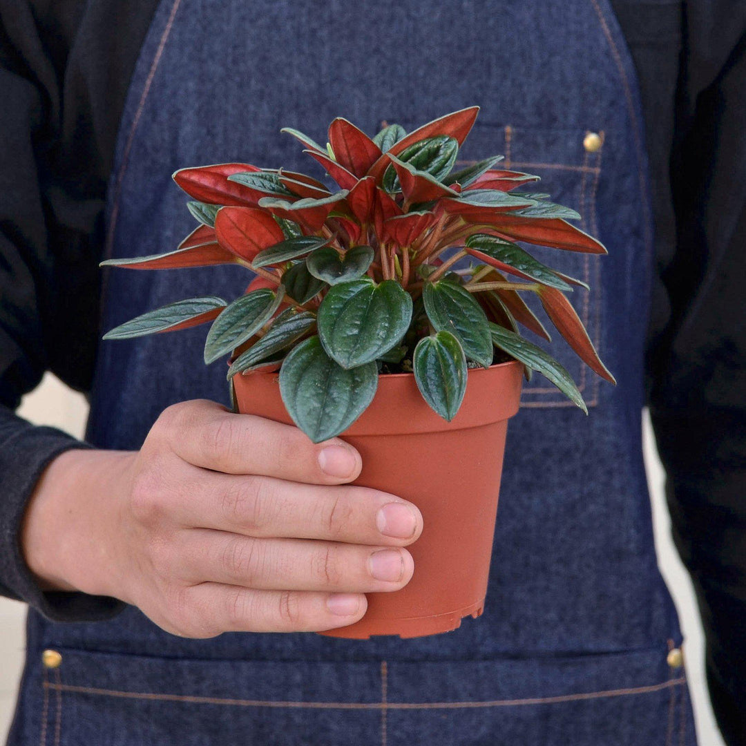 Peperomia &