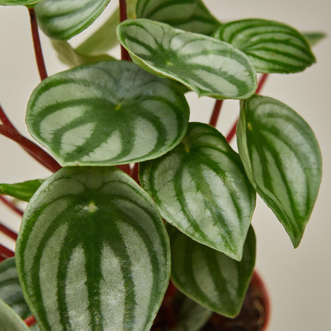 Peperomia &