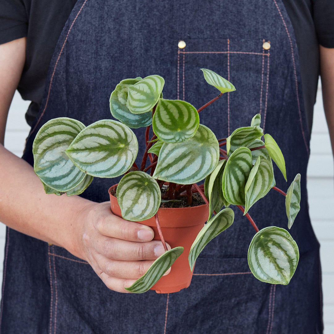 Peperomia &