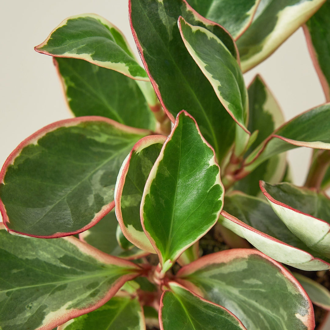 Peperomia &