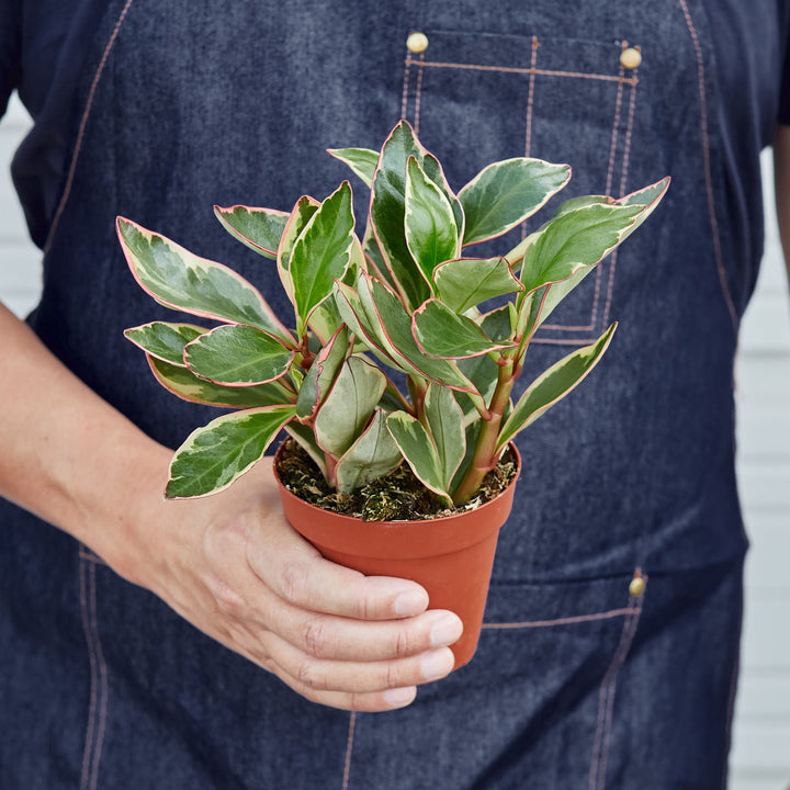 Peperomia &