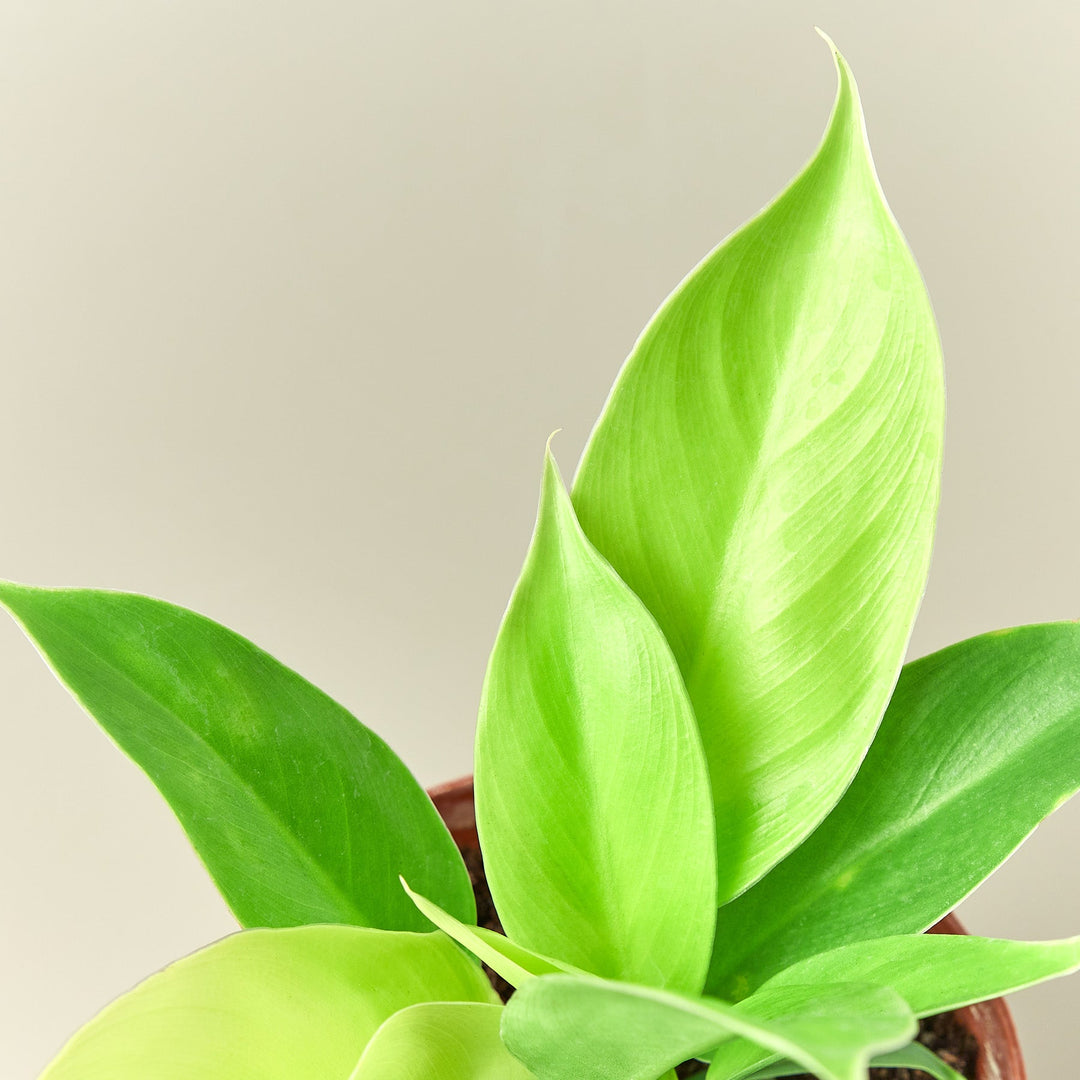Philodendron &
