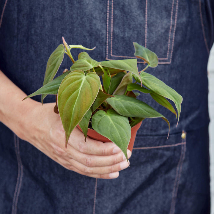 Philodendron &