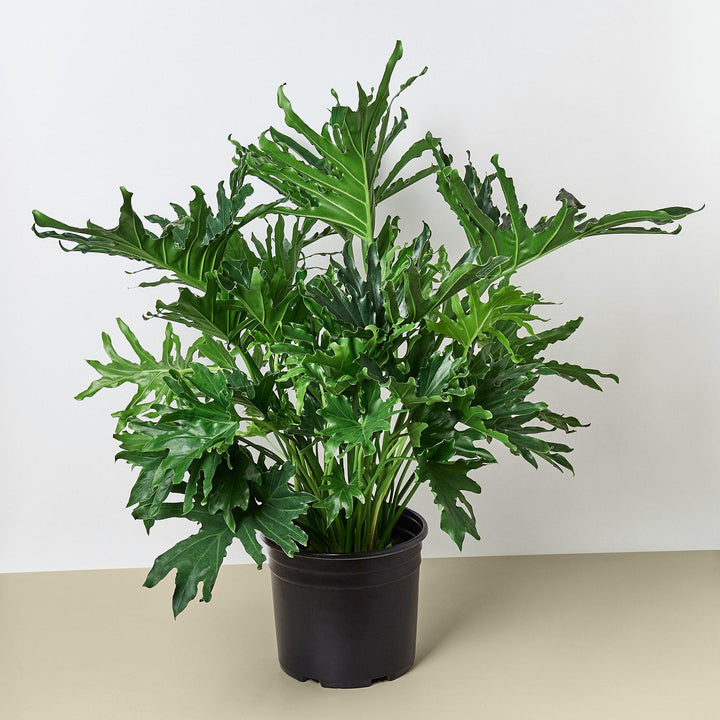 Philodendron &