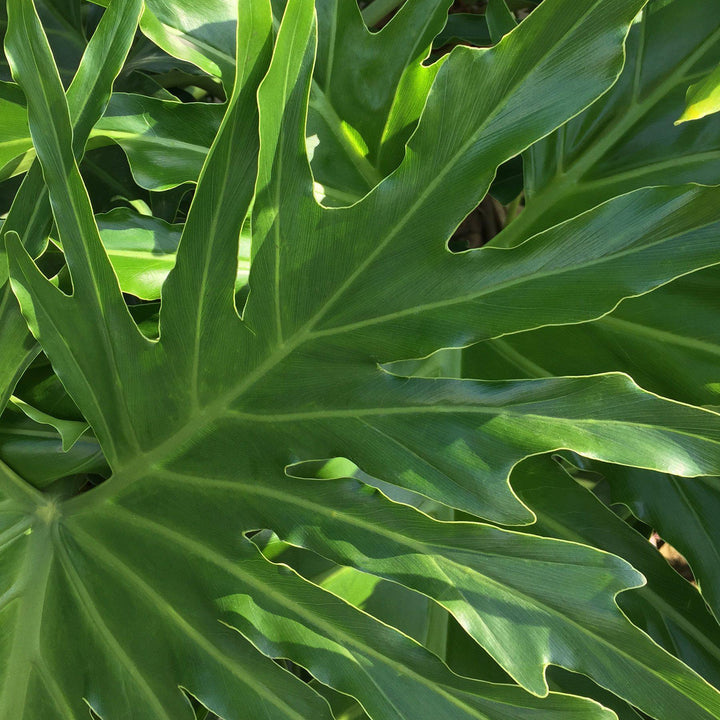 Philodendron &