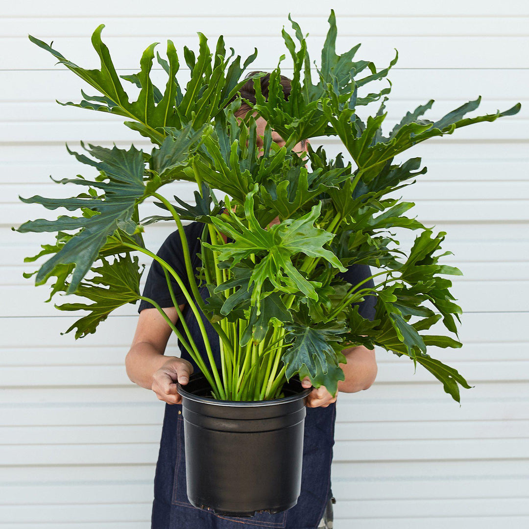 Philodendron &
