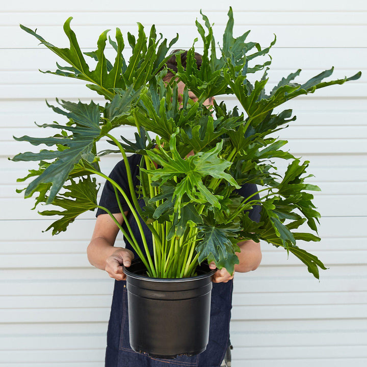 Philodendron &