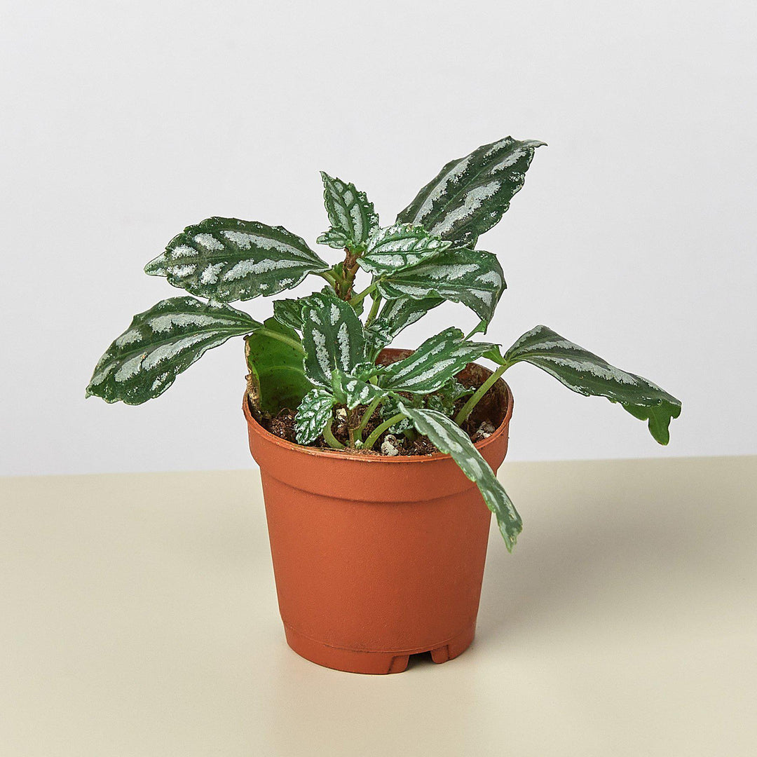 Pilea &