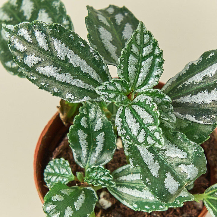 Pilea &