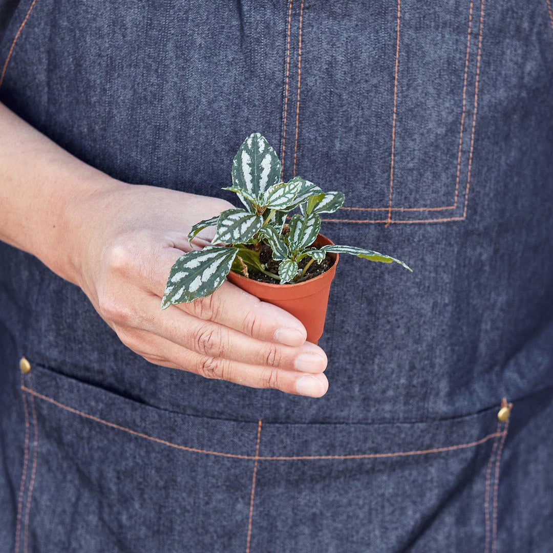 Pilea &