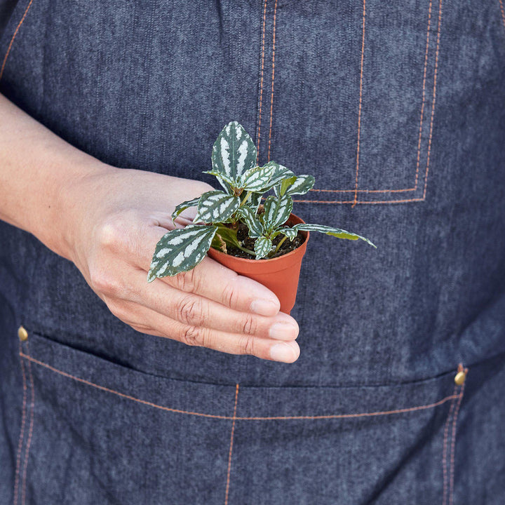 Pilea &