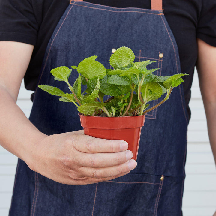 Pilea &