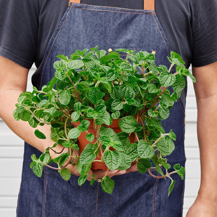 Pilea &