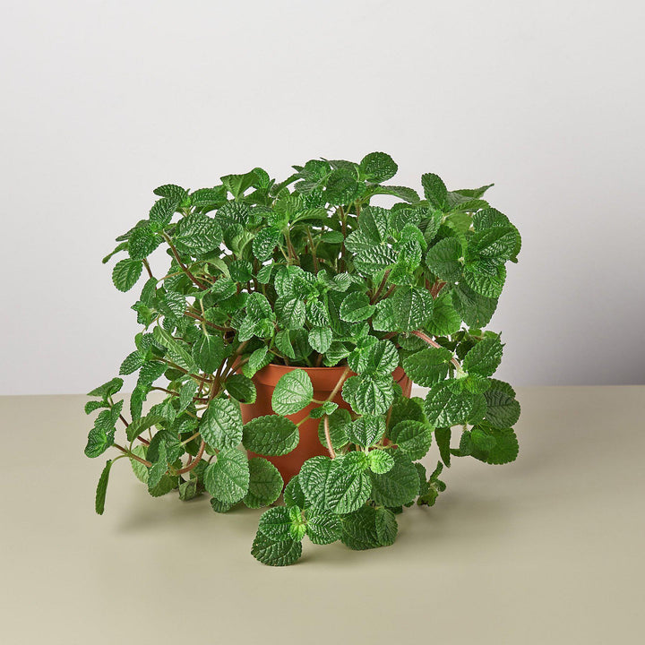 Pilea &