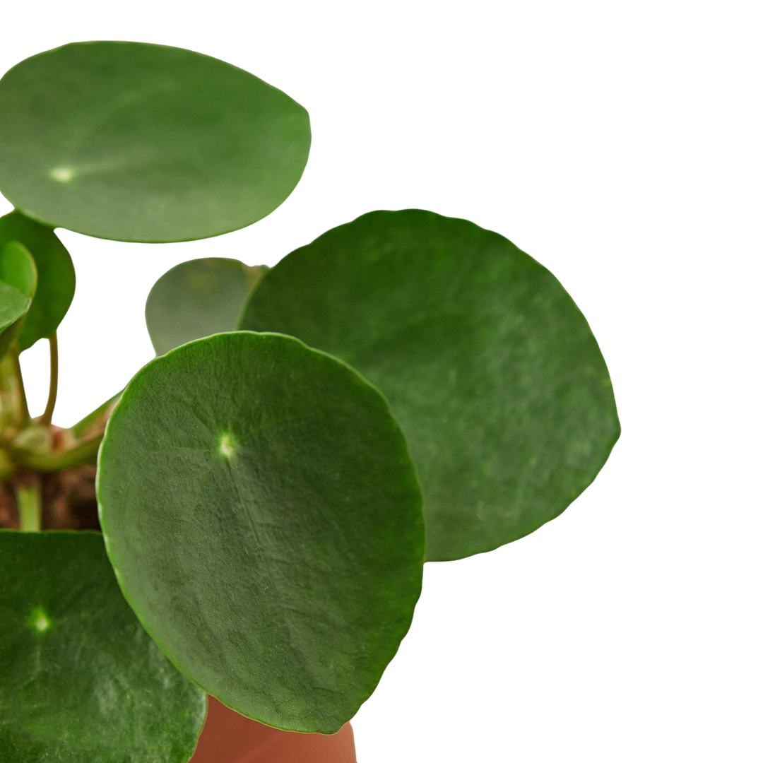Pilea Peperomioides &