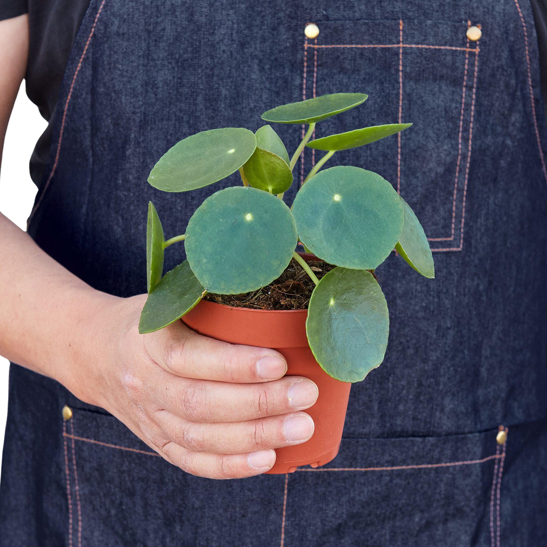Pilea Peperomioides &