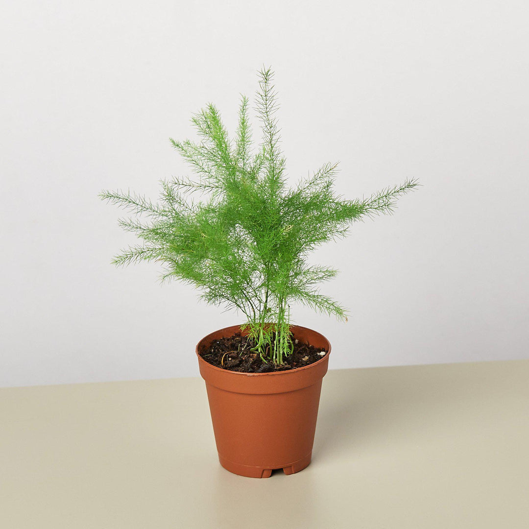 Fern &