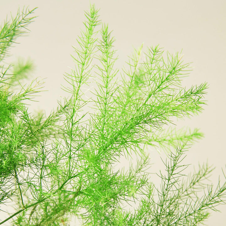 Fern &
