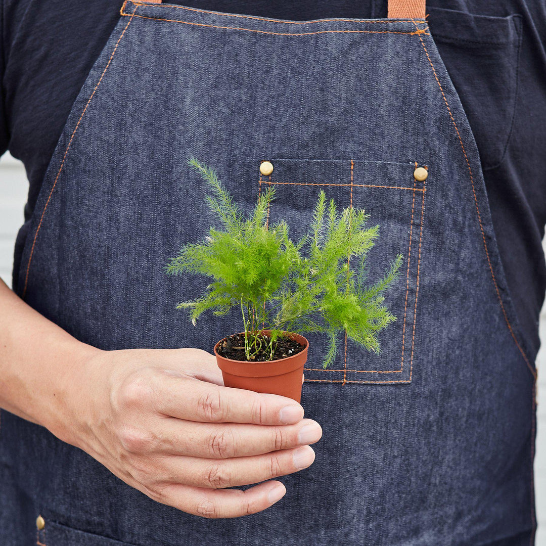 Fern &