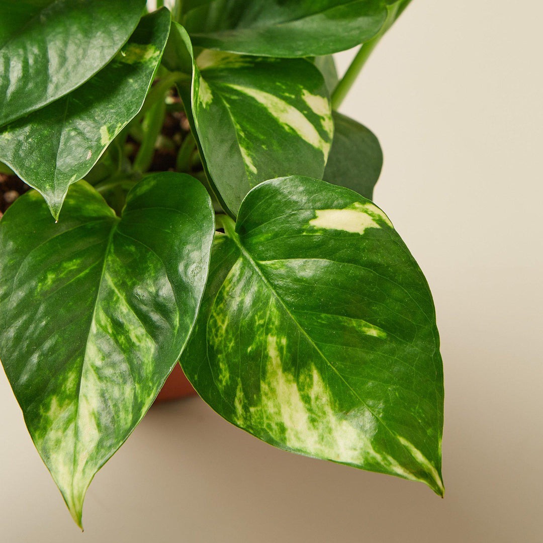 Pothos &
