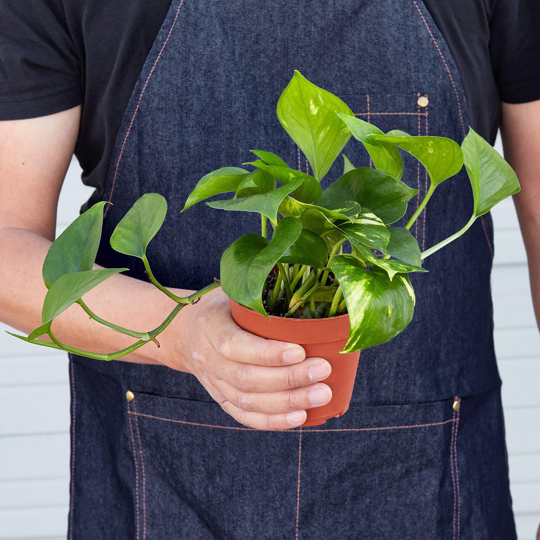 Pothos &