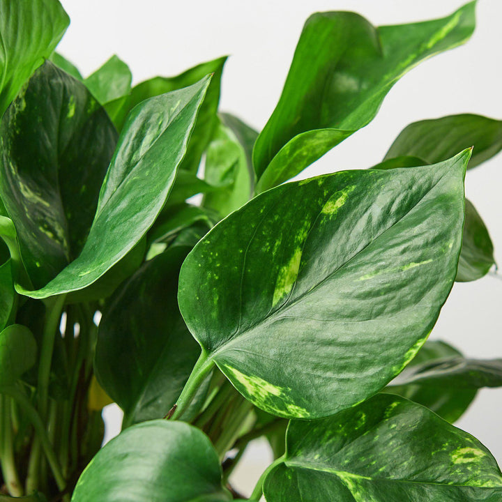 Pothos &