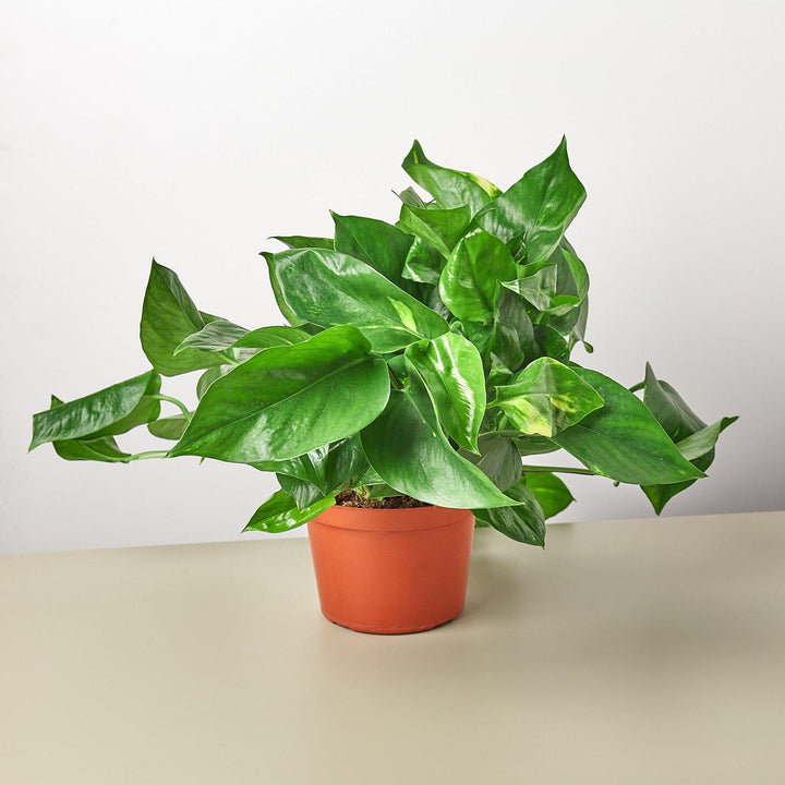 Pothos &