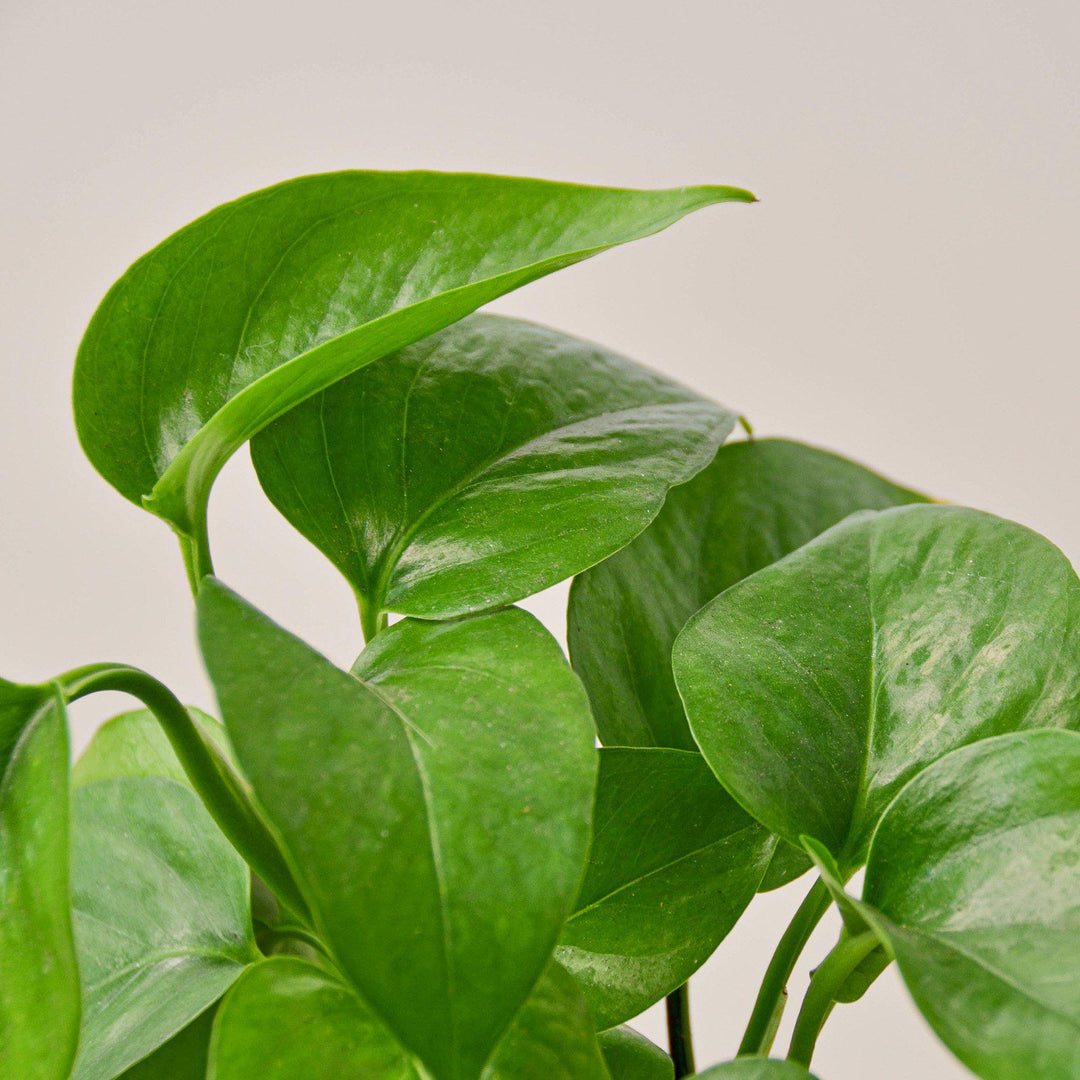 Pothos &