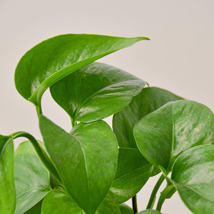 Pothos &