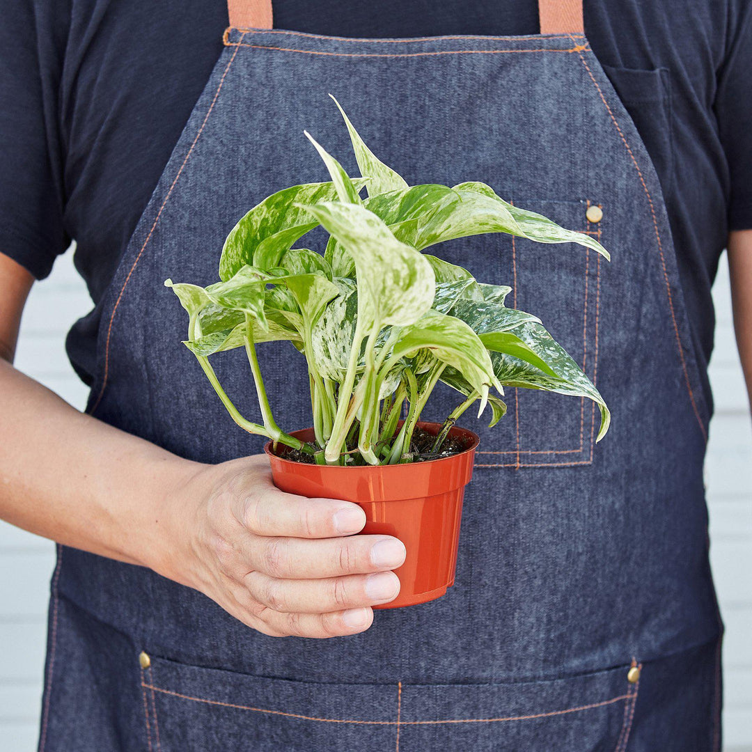 Pothos &