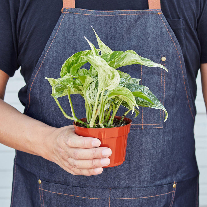 Pothos &