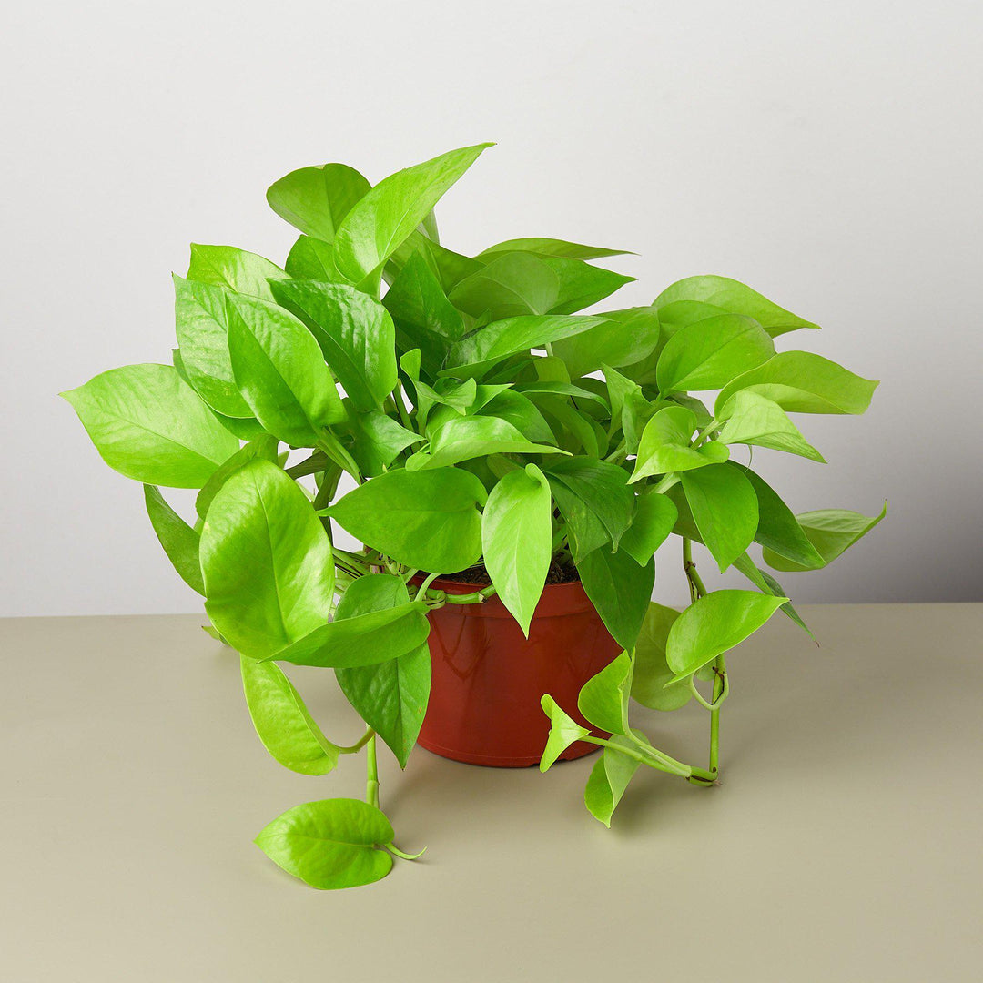 Pothos &
