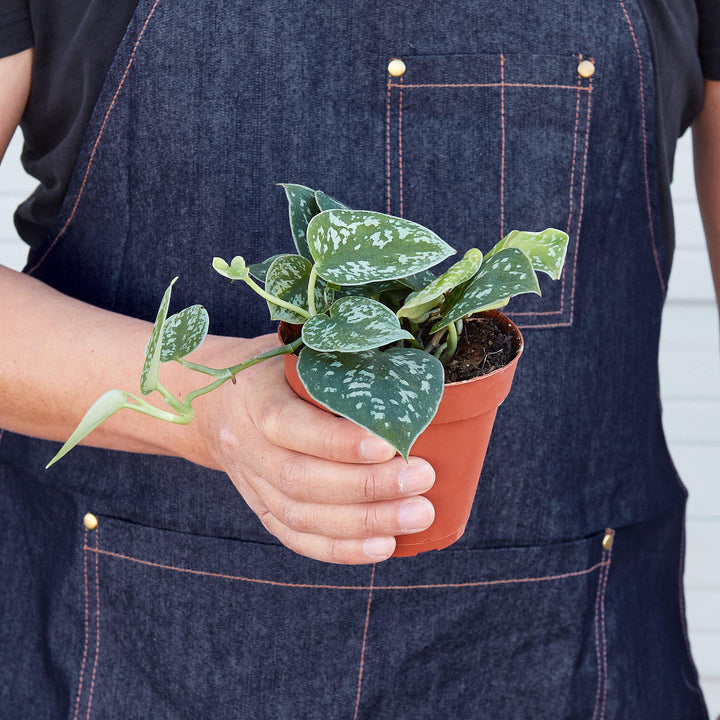 Pothos &