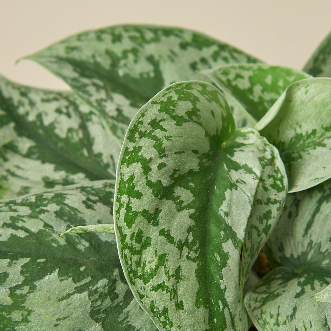 Pothos &