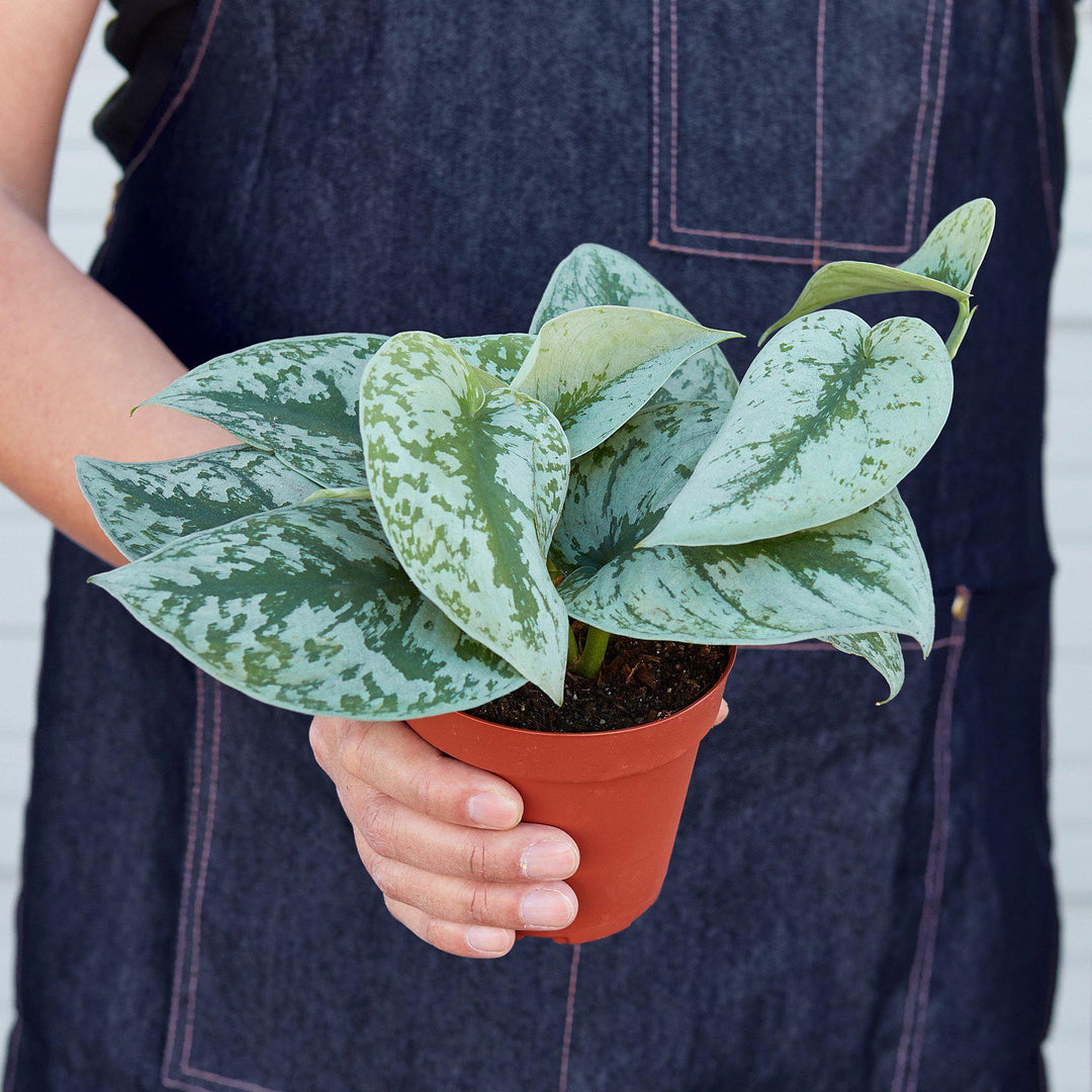 Pothos &