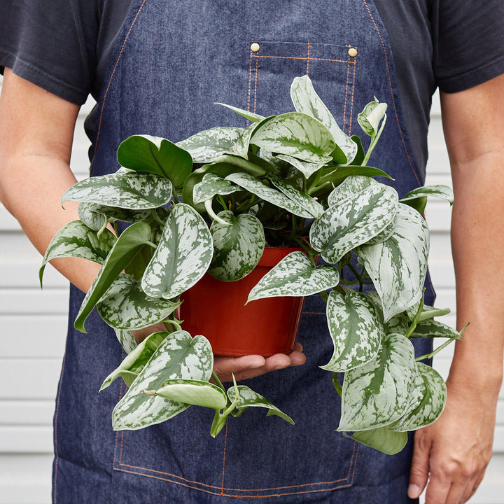 Pothos &