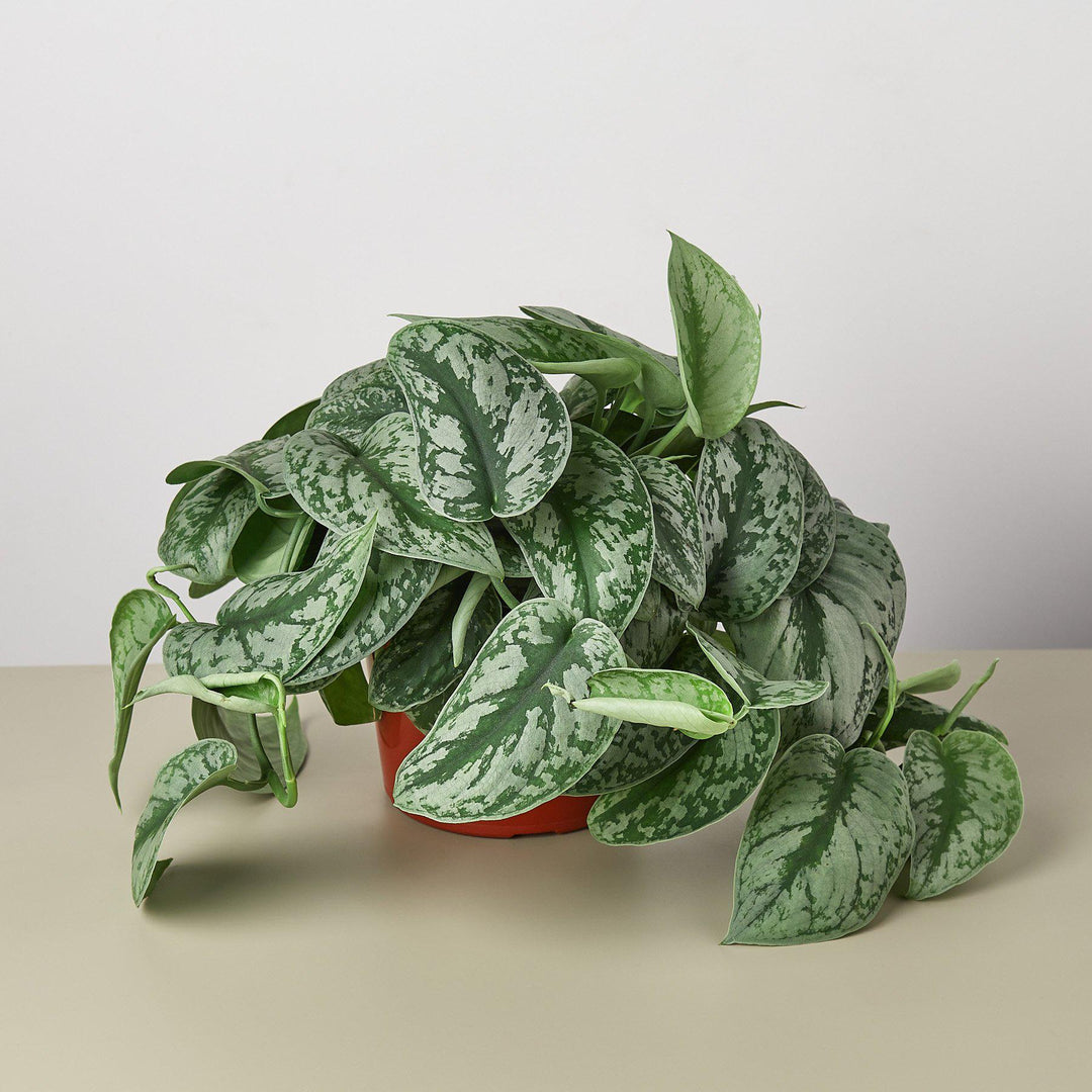 Pothos &