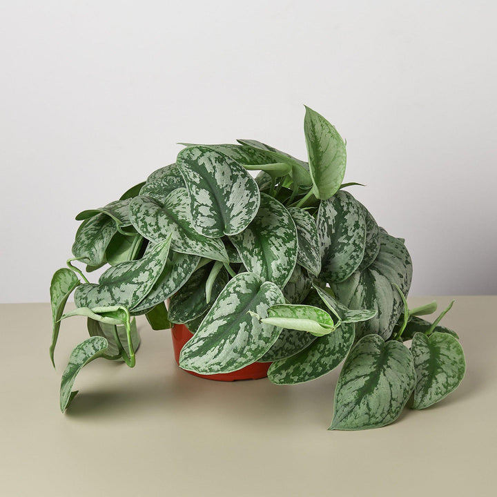 Pothos &