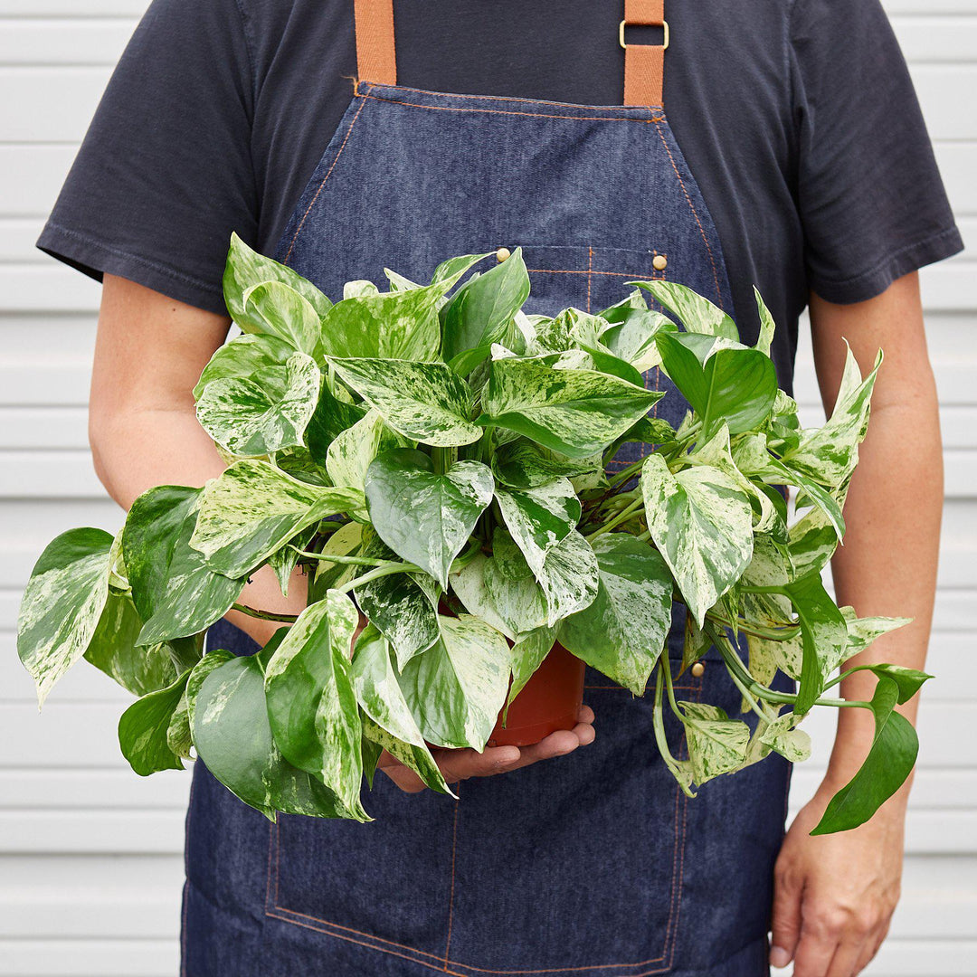 Pothos &